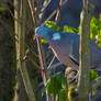 Hello there! I was hiding behind the branch!