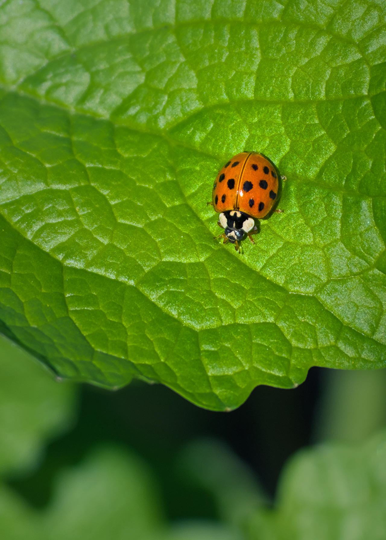 A little contrast by Schoyhan on DeviantArt