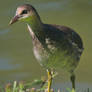 Little moorhen needing attention