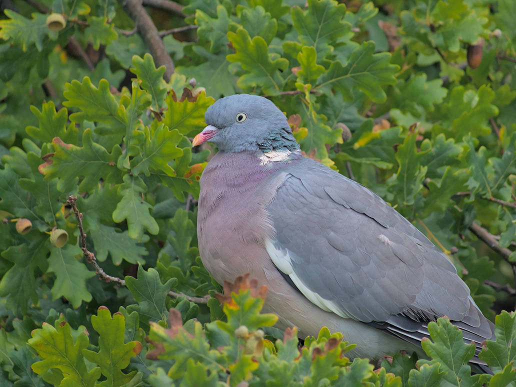 Common Wood Pigeon In A Oak By Schoyhan On DeviantArt common-wood-pigeon-in-a-oak-by-schoyhan-on-deviantart