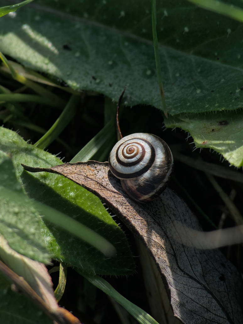 Slephant Shell Hypnotic shell by Schoyhan on DeviantArt