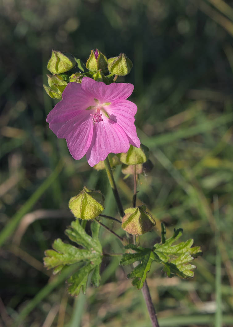 Lovely musk mallow by Schoyhan on DeviantArt