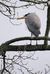 Heron in cold wind