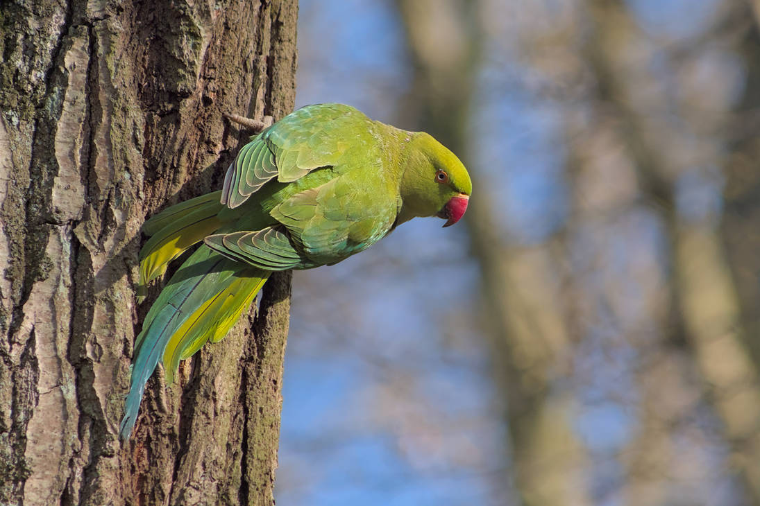 A rainbow on the tree by Schoyhan on DeviantArt