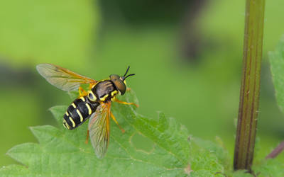 Chrysotoxum on the edge of the nettle