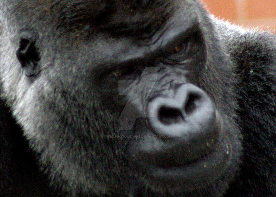 Silverback contemplating by TMCphotographs on DeviantArt
