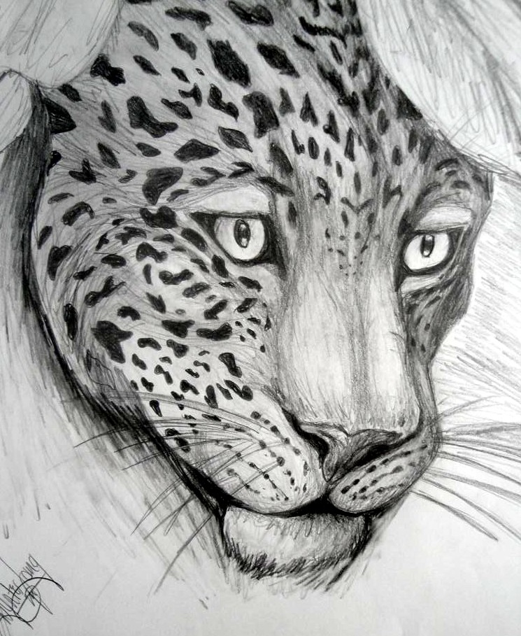 Leopard Head