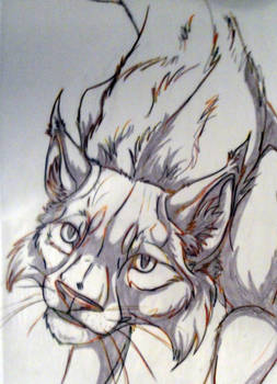 Lynx Sketch 1