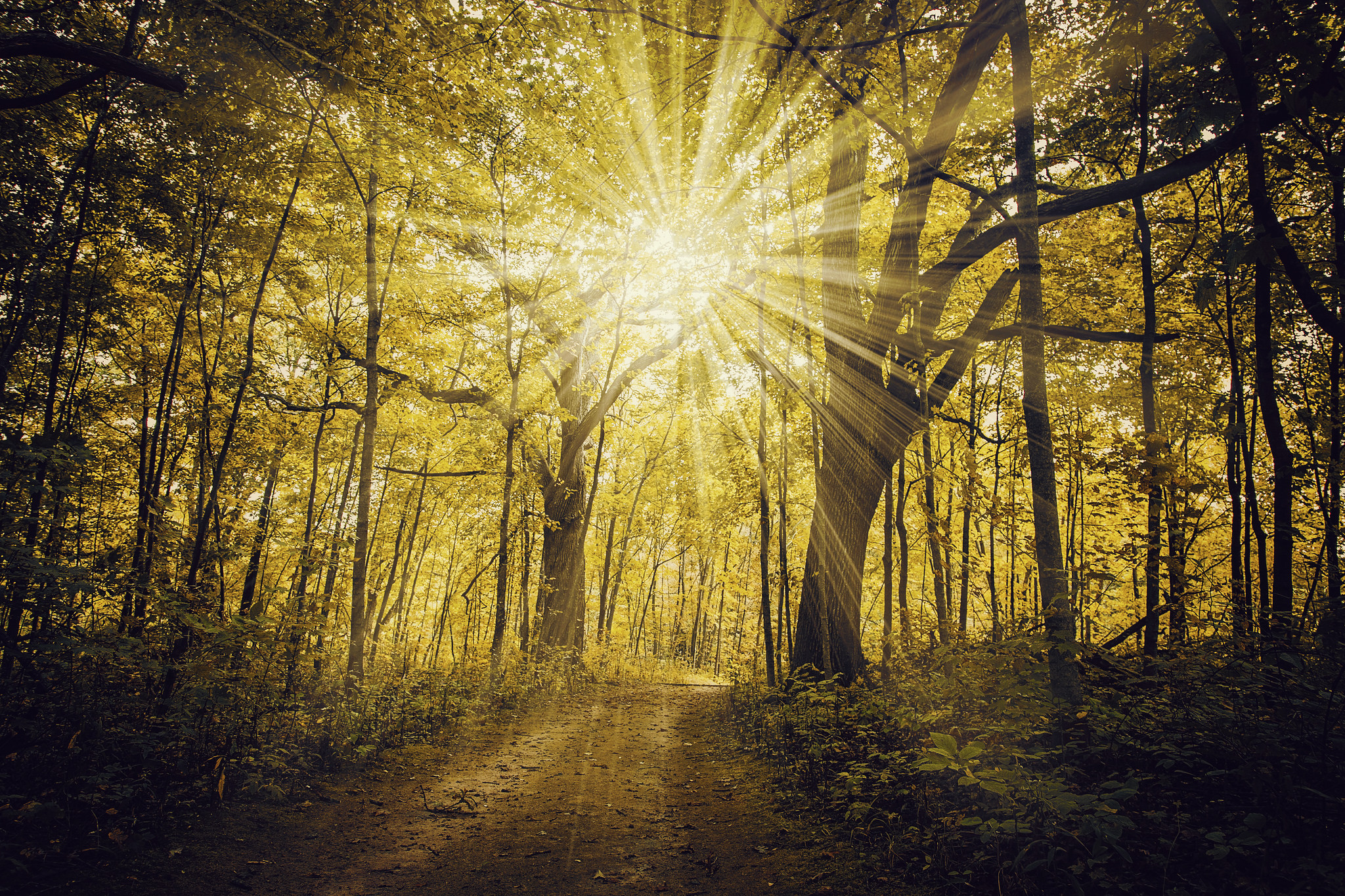 Forest of Light by AnthonyPresley
