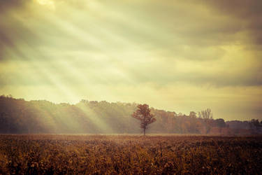 Shine by AnthonyPresley