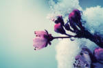 Snowy spring flowers I by quansie