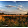 Marsh landscape