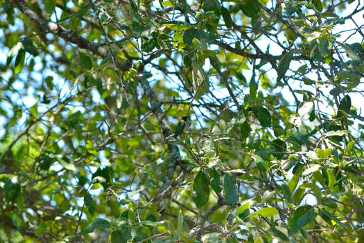 Ruby Throated  Hummingbird VII