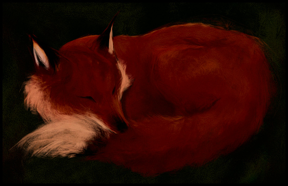 Vulpes vulpes