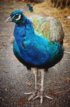 Peacock