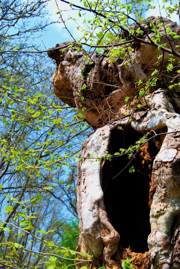 dry-rotten tree by ramonca on DeviantArt