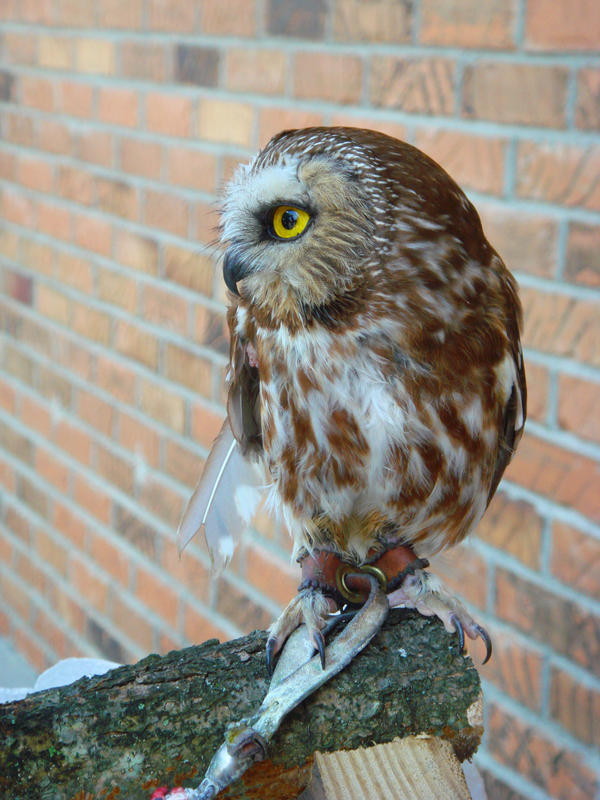 babyowl profile