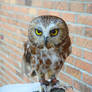 baby owl