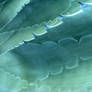Aloe pattern