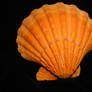 Orange clam shell 3