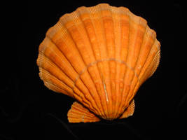 Orange clam shell 3