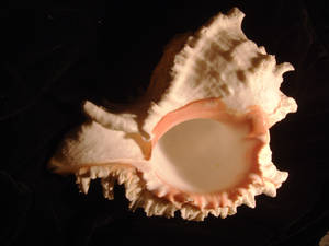 Frilly shell 2