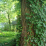 Ivy tree