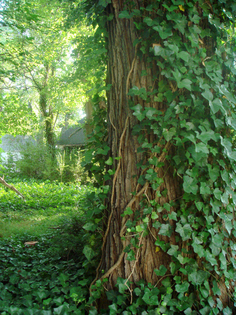 Ivy tree