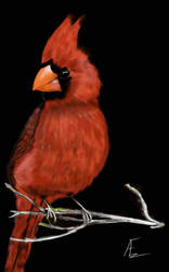 Red Cardinal 