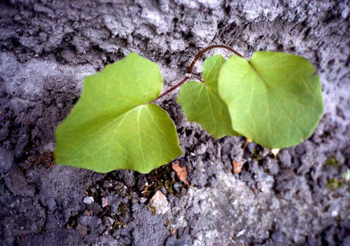 life through stone