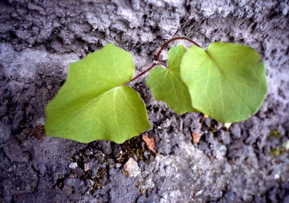 life through stone