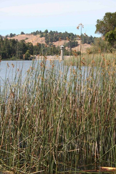 Lafayette Reservoir 2