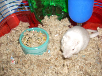 Ashe - The Gerbil