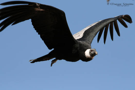 Andean Condor