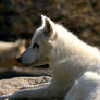 White Wolf Cub