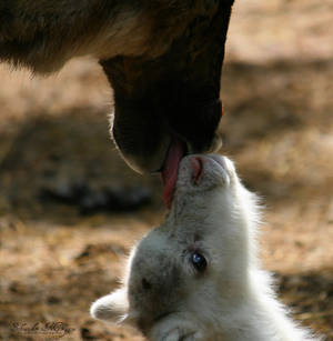 Tendresse