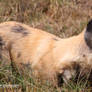 African Wild Dog