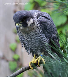 Peregrine Falcon