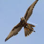 Saker Falcon