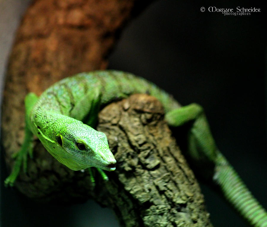 Tree Monitor Emerald Tree Monitor by MorganeS-Photographe on DeviantArt