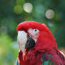 Green-winged Macaw