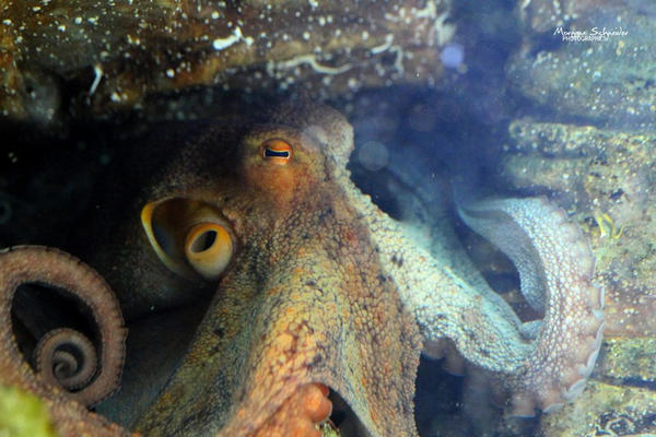 Common Octopus