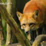 Red fox hunting