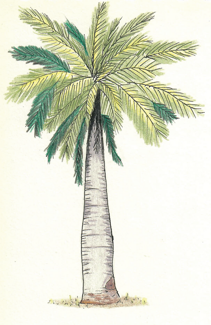 Palma Chilena by Akaisword on DeviantArt