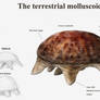 REP: The terr. molluscoids