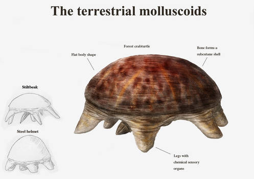 REP: The terr. molluscoids