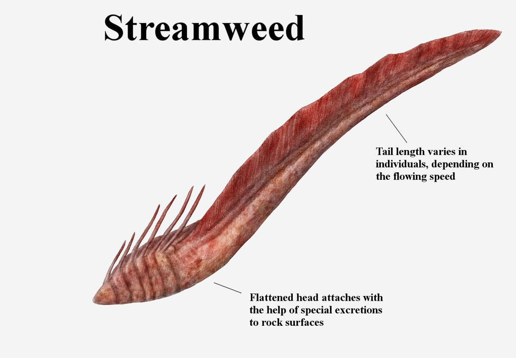 REP: Streamweed