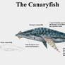 REP: The Canaryfish