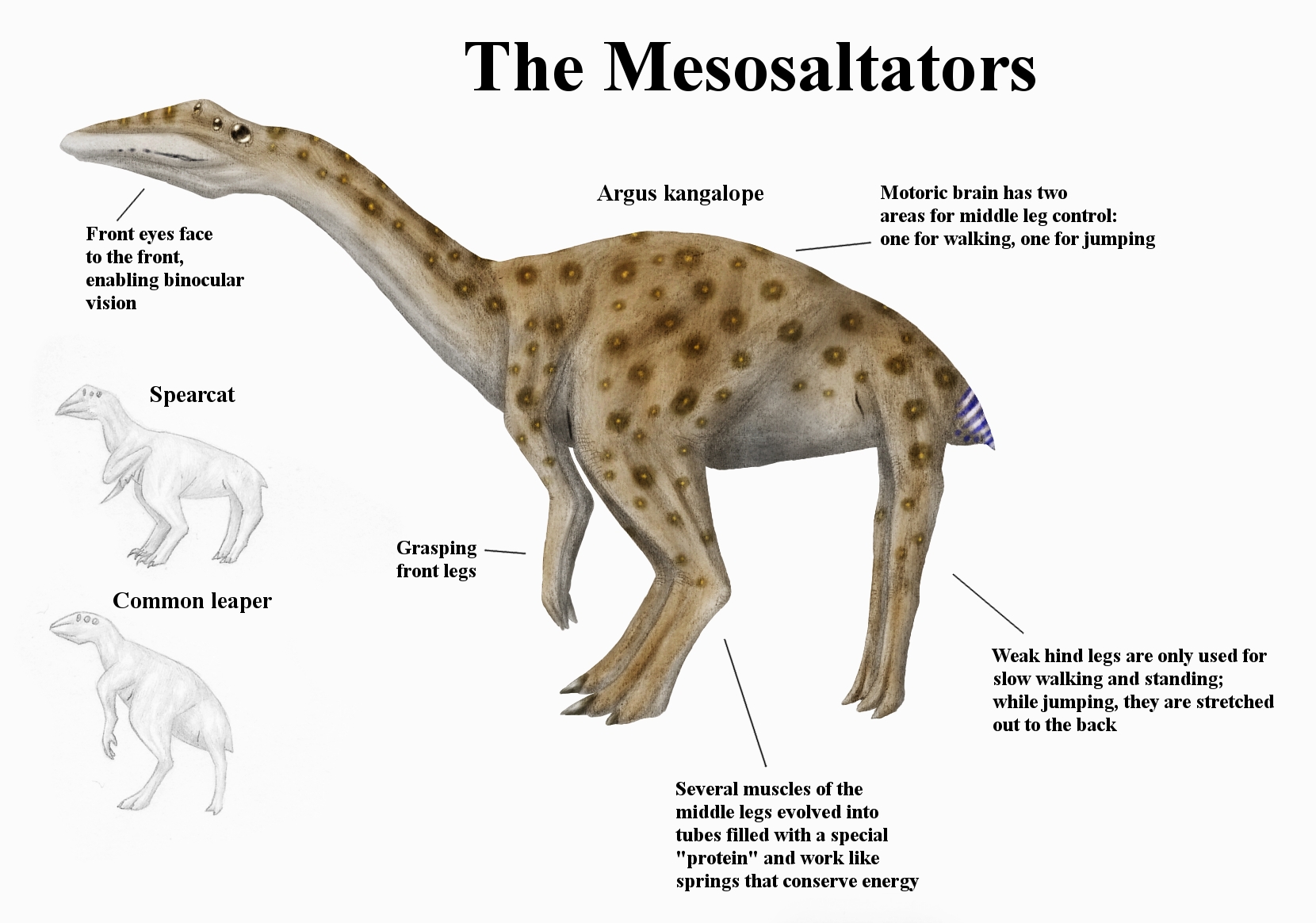 REP: The Mesosaltators