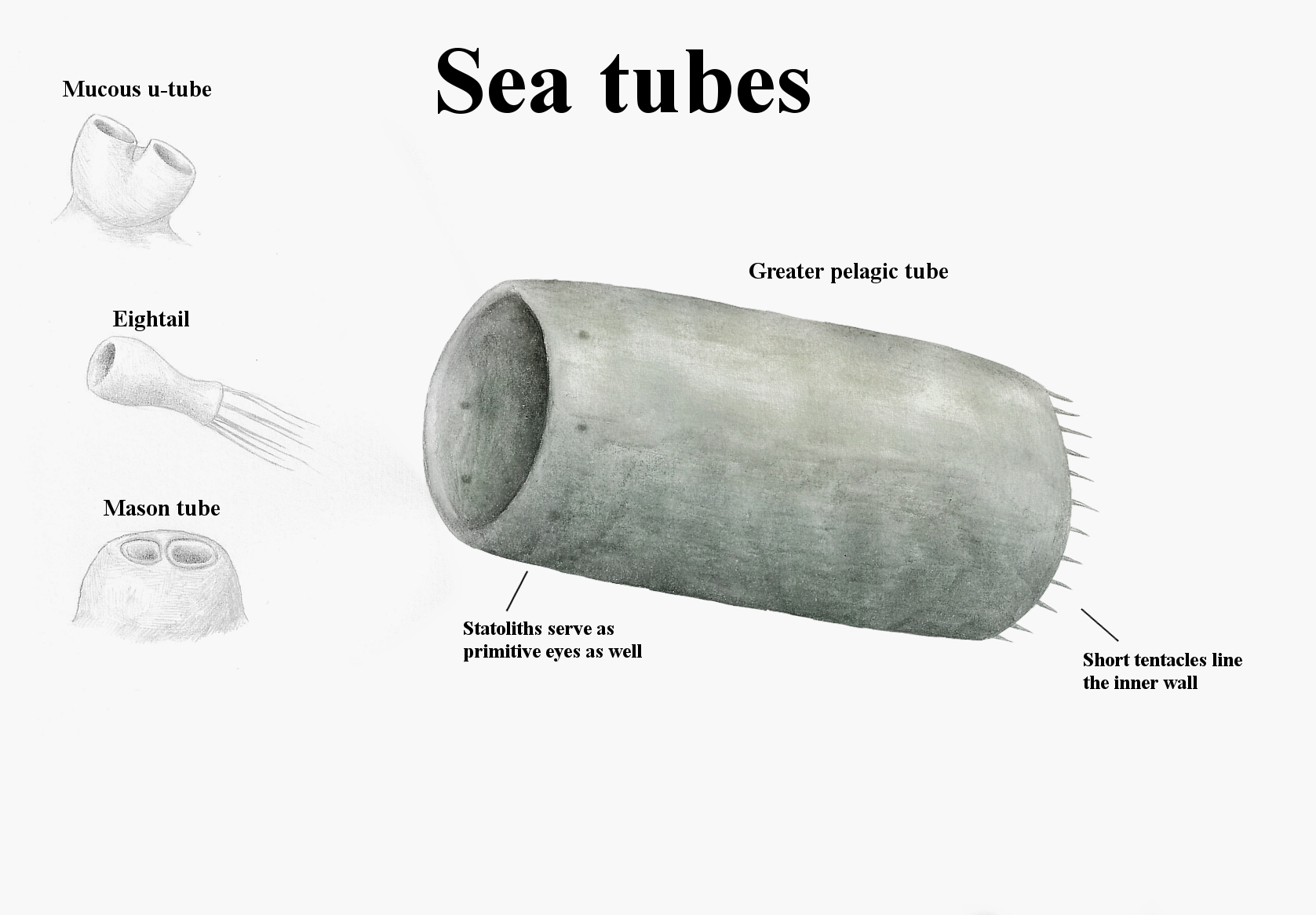 Tube Like Sea Shell REP: The Sea tubes by Ramul on DeviantArt